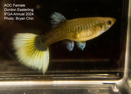 Female guppy aoc